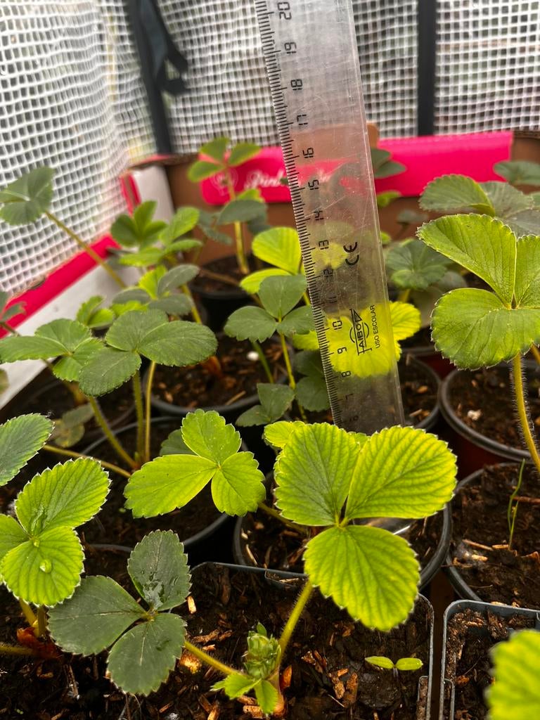 Plants de fraises — 30 pièces pour 25€, Enlèvement ou Envoi