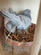 Figuritas 1wit -1roodgeband en 1 geel, Dieren en Toebehoren