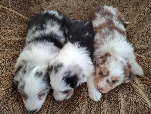 Australische Herder Merle pups