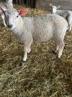 Bok lam te koop 2 stuks, Dieren en Toebehoren