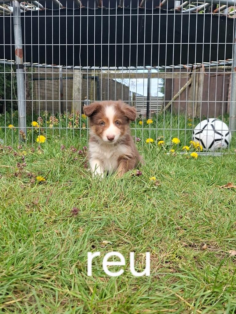 Border collie pups, Dieren en Toebehoren, Honden | Herdershonden en Veedrijvers, Meerdere dieren, Collie, Fokker | Professioneel