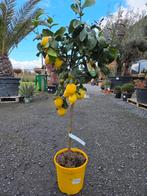 Citrus citroen 4 seizoenen, Ophalen