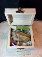 Trilobite fossile dans une boîte de présentation en bois, Collections, Enlèvement ou Envoi, Fossile