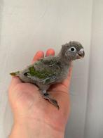 Frontale naad van Pyrrhura, Dieren en Toebehoren, Vogels | Parkieten en Papegaaien, Papegaai