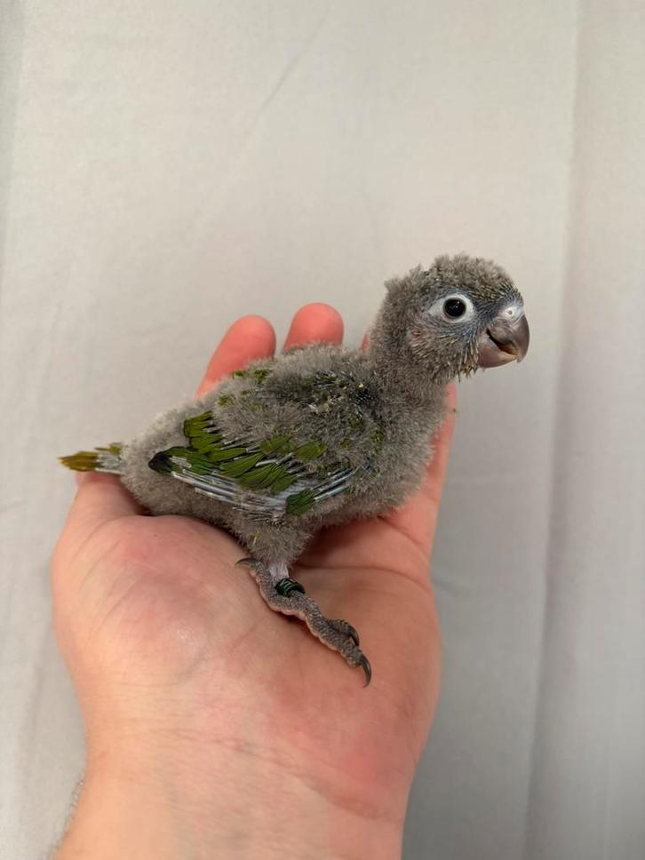 Frontale naad van Pyrrhura, Dieren en Toebehoren, Vogels | Parkieten en Papegaaien, Papegaai