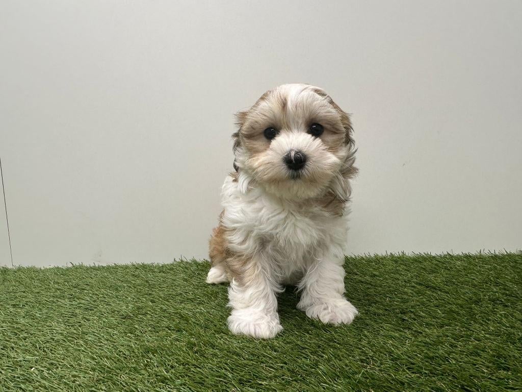 Nestje Havanezer pups, Parvo, België, Overige rassen, 8 tot 15 weken