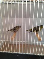 Oiseaux, Plusieurs animaux, Oiseau chanteur sauvage, Bagué