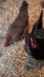 De délicieux œufs, provenant de poules errantes de notre jar