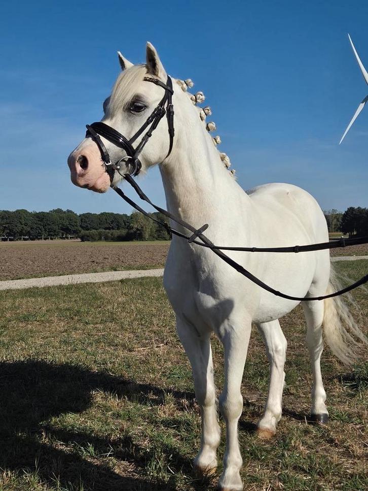 Mooie b pony Bellisimo, Dieren en Toebehoren, Pony's, Ruin, B