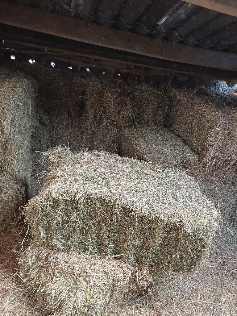 30 kleine hooibalen, Dieren en Toebehoren, Ophalen, Vee