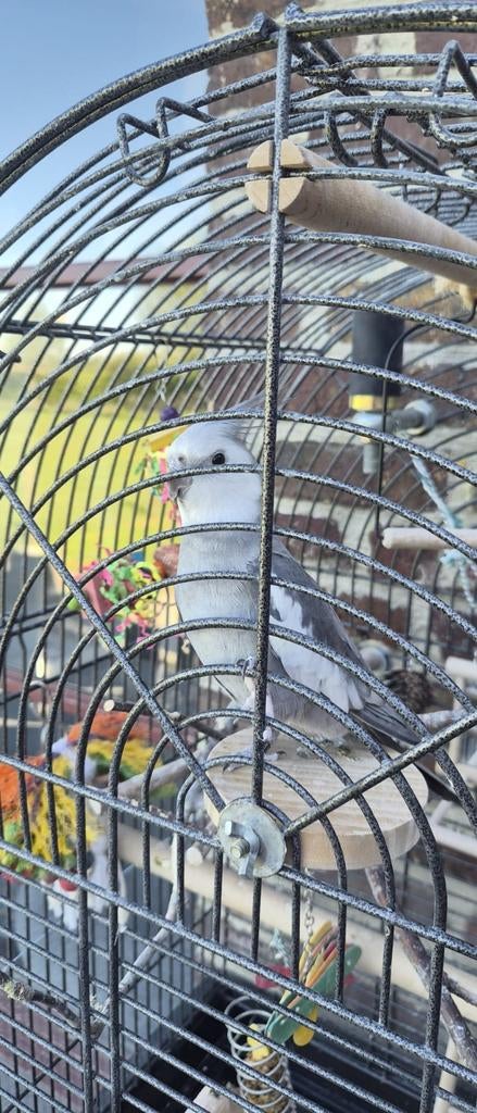 Valkparkiet met kooi, Animaux & Accessoires, Oiseaux | Perruches & Perroquets