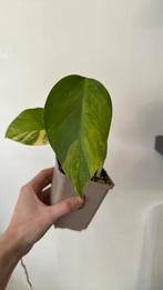 Monstera aurea, Huis en Inrichting, Kamerplanten, Ophalen of Verzenden