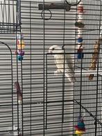 Agapornis Roseicollis, Perroquet nain ou Inséparable