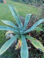 Aloe Vera, Tuin en Terras, Ophalen