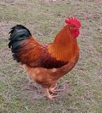 New Hampshire haan groothoenders, Dieren en Toebehoren, Pluimvee