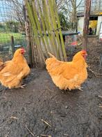 Orpington hennen, Dieren en Toebehoren, Pluimvee