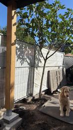 Vijgenboom, Tuin en Terras, Ophalen, 250 tot 400 cm, Vijgenboom