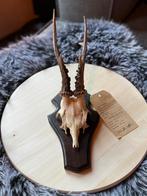 Vintage jachttrofee – reeëngewei op schild – rustiek decor, Ophalen of Verzenden, Gebruikt, Wild dier, Gewei of Kop