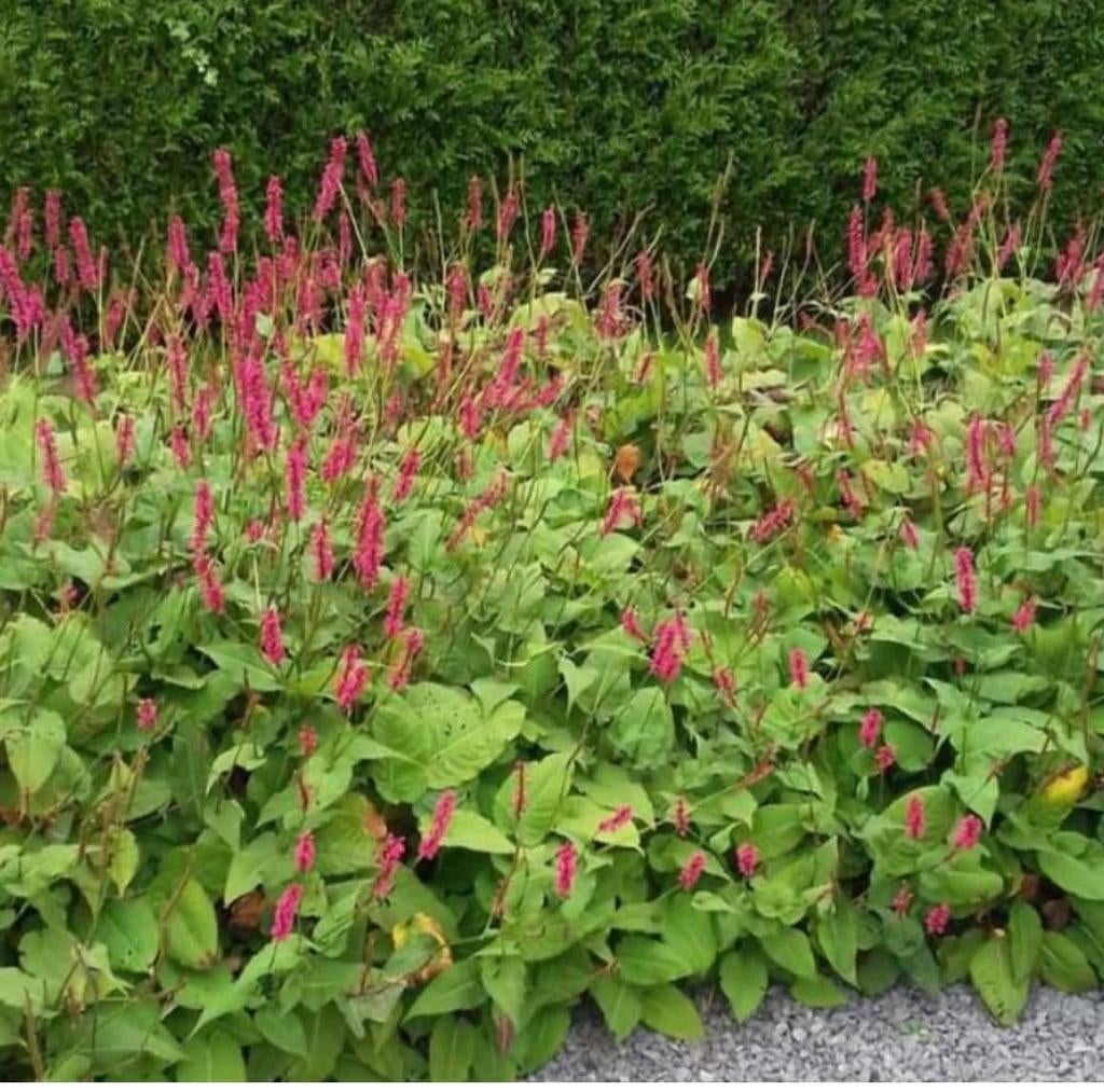 ‼️Bodembedekkers aan promoprijzen ‼️, Ophalen, Bodembedekkers