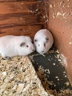 Cavia (wit met rode ogen), Dieren en Toebehoren, Juni, Vrouwelijk, Cavia