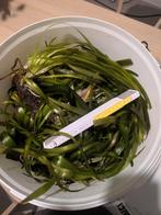vallisneria - exclusief emmer, Ophalen, Gebruikt, Plant(en), Steen of Hout