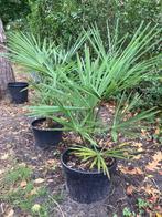 Trachycarpus Wagnerianus - Waaierpalm, Tuin en Terras, Planten | Bomen, Ophalen, Palmboom