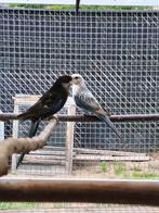Rosella pop, Dieren en Toebehoren