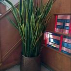 prachtige grote sanseveria, Maison & Meubles, Plantes d'intérieur, En pot, Plante verte, Enlèvement, 100 à 150 cm