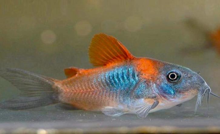 Corydoras Venezuela Super Orange, Animaux & Accessoires, Poissons | Poissons d'aquarium, Poisson d'eau douce, Poisson, Banc de poissons
