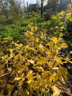 Ginkgo Biloba, Tuin en Terras, Planten | Bomen, Ophalen