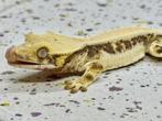 0.0.1 Wimpergekko 🦎, Dieren en Toebehoren, Hagedis, 0 tot 2 jaar