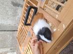 Jonge cavia's 1vrouwtje 3 mannetjes, Dieren en Toebehoren, Juli, Cavia