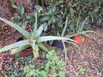 Aloë vera Planten, Tuin en Terras, Planten | Tuinplanten, Vaste plant, Halfschaduw, Lente, Ophalen