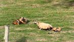 Kameroen schapen lammetjes te koop, Dieren en Toebehoren, Schapen, Geiten en Varkens, Meerdere dieren, Schaap, 0 tot 2 jaar