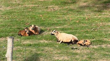 Kameroen schapen lammetjes te koop beschikbaar voor biedingen