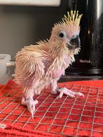 Geelkuif Kaketoe Eleonora, Geslacht onbekend, Papegaai, Geringd