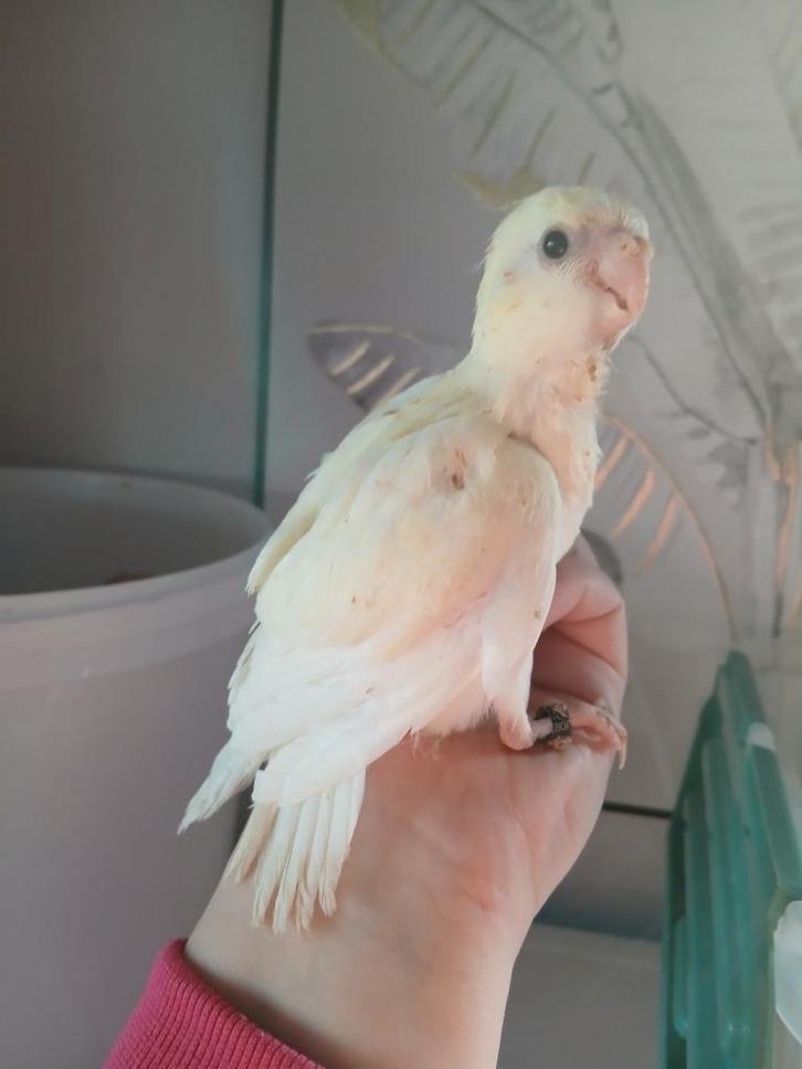 Kakariki voor hand opfok, Dieren en Toebehoren, Vogels | Parkieten en Papegaaien