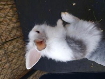 Bébé lapin, Mai