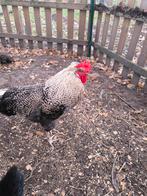 Jonge, gezonde haan, Dieren en Toebehoren, Pluimvee