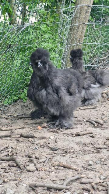 Trio zijdehoentjes donkergrijs, Plusieurs animaux, Poule ou poulet