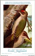 Pic à tête grise — Nº 57 — historique des Musées de Belgique, Collections, Envoi, Non affranchie, Oiseaux