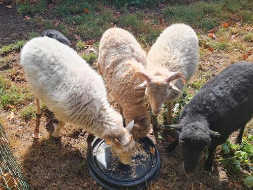 Witte Ouessant schapen, 2 ooien en ramlam, Dieren en Toebehoren, Schapen, Geiten en Varkens, Schaap, Vrouwelijk, 0 tot 2 jaar