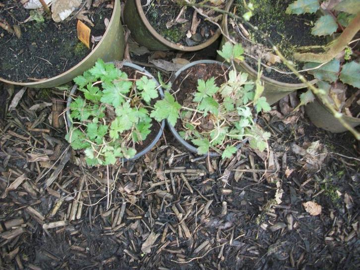 Geraniums in grotere potmaat, Tuin en Terras, Planten | Tuinplanten, Vaste plant, Overige soorten, Halfschaduw, Ophalen