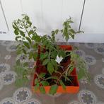 Planten coeur de boeuf tomaat, Tuin en Terras, Planten | Tuinplanten, Ophalen, Eenjarig, Groenteplanten