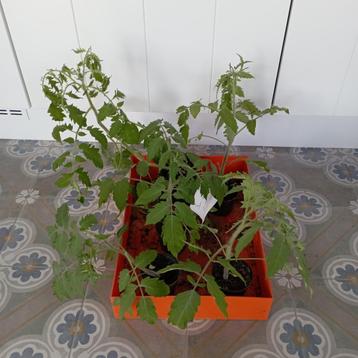 Planten coeur de boeuf tomaat beschikbaar voor biedingen