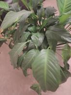 Kamer plant, Tuin en Terras, Ophalen