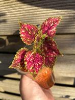 Coleus / siernetel, Tuin en Terras, Ophalen of Verzenden