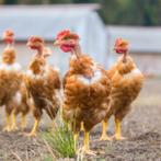 vethaantjes bruine kippen kabir , naakthals , koekoek 2 kg, Dieren en Toebehoren, Vrouwelijk, Kip