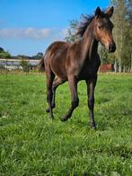 Merrie veulens, Dieren en Toebehoren, Paarden, Merrie, 0 tot 2 jaar, Gechipt, 160 tot 165 cm