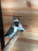 Dwergpapepaai agapornis, Dieren en Toebehoren